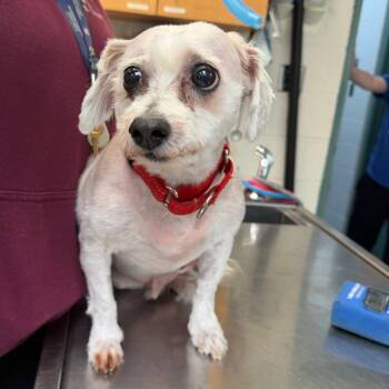 Maltese Dogs Available for Adoption - Jake | PetCurious