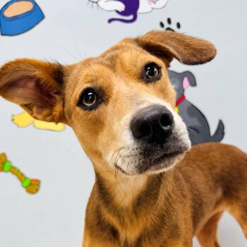 Honey -  Terrier and Rat Terrier Dog for Adoption in Lebanon, Missouri - Honey | PetCurious