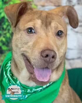 Billy -  Terrier and Shepherd Dog for Adoption in Kennesaw, Georgia - Billy | PetCurious