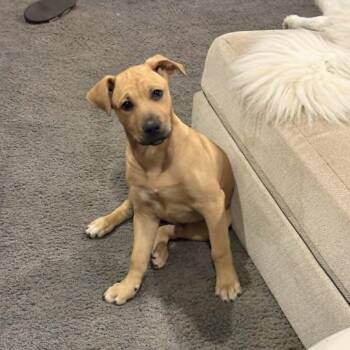 Mixed Breed Dogs Available for Adoption in Indianapolis, Indiana - Benny | PetCurious