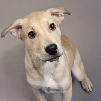 Dooley -  Labrador Retriever Dog for Adoption - Dooley | PetCurious