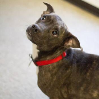 Mixed Breed Dogs Available for Adoption - Mayme 22025 | PetCurious