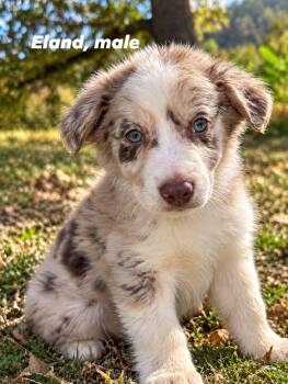 Eland -  Australian Shepherd and Border Collie Dog for Adoption in Byrdstown, Tennessee - Eland | PetCurious
