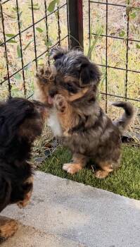 Ace -  Yorkshire Terrier Dog for Sale in Lyons, Kansas - Ace | PetCurious