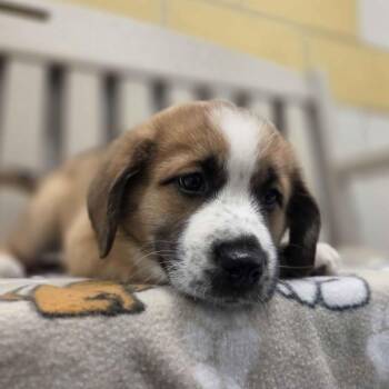 Labrador Retriever and Anatolian Shepherd Dogs Available for Adoption - Dusk | PetCurious