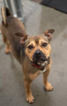 Pit Bull Terrier Dogs Available for Adoption in Stratham, New Hampshire - Stash | PetCurious