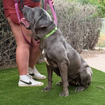 Cane Corso Dogs Available for Adoption in Glendale, Arizona - Xena | PetCurious