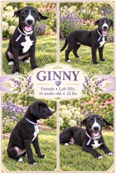 Ginny -  Labrador Retriever and Boxer Dog for Adoption in Jackson, Tennessee - Ginny | PetCurious