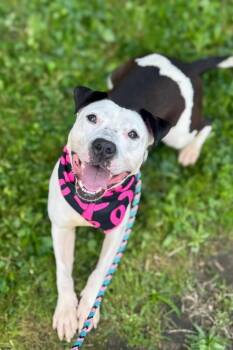 Mixed Breed Dogs Available for Adoption - Mood Ring | PetCurious