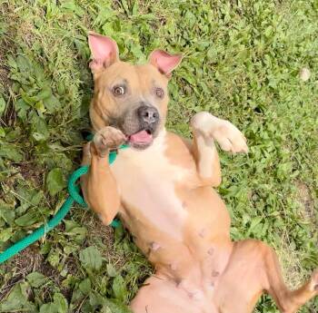 Dianella -  Pit Bull Terrier Dog for Adoption in Chicago, Illinois - Dianella | PetCurious