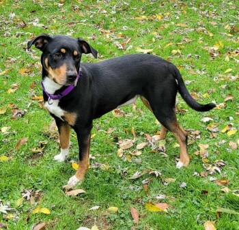 Rescue Hound and Mountain Dog Dogs for Adoption in Greensburg, Pennsylvania - Pumpkin | PetCurious