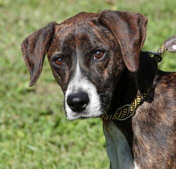 Sprinkles -  Mountain Cur Dog for Adoption in Millfield, Ohio - Sprinkles | PetCurious