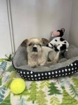 Shih Tzu Dogs Available for Adoption in Cibolo, Texas - Gidget | PetCurious