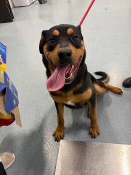 Rottweiler and Labrador Retriever Dogs Available for Adoption in Portland, Indiana - Panzer | PetCurious