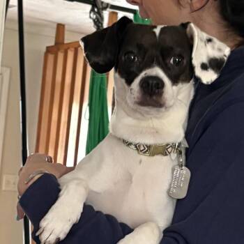 Rat Terrier and Chihuahua Dogs Available for Adoption in Mooresville, Indiana - Bowie | PetCurious
