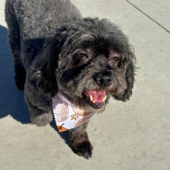Marleth -  Havanese and Poodle Dog for Adoption in Matteson, Illinois - Marleth | PetCurious