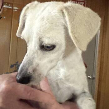 Rescue Terrier Dogs for Adoption in Graham, Washington - OZZY | PetCurious