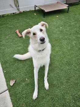 Rescue Mixed Breed Dogs for Adoption in Munster, Indiana - Apollo | PetCurious