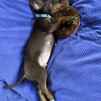 Labrador Retriever and Mixed Breed Dogs Available for Adoption in Potomac, Maryland - Fergus | PetCurious