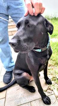 Rescue Black Labrador Retriever Dogs for Adoption in Wantagh, New York - Bean - Foster Or Foster To Adopt Urgent | PetCurious