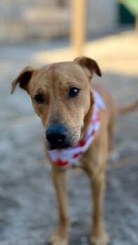Labrador Retriever and Mixed Breed Dogs Available for Adoption in Muskegon, Michigan - Huck | PetCurious