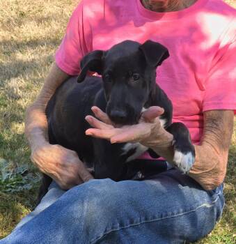 CINDER - BR -  Whippet and Black Labrador Retriever Dog for Adoption in Burlington, Washington - CINDER - BR | PetCurious