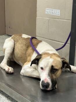 Pit Bull Terrier and Mixed Breed Dogs Available for Adoption in Conroe, Texas - A427319 | PetCurious