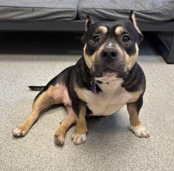 Nova -  Mixed Breed Dog for Adoption in Lansing, Michigan - Nova | PetCurious