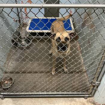 Husky and Mixed Breed Dogs Available for Adoption in Saint Joseph, Missouri - Miss Judge | PetCurious