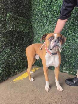 Kingston -  Boxer and Mixed Breed Dog for Adoption in El Paso, Texas - Kingston | PetCurious