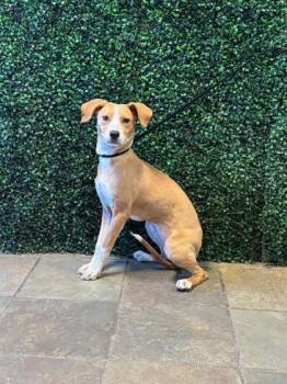 61278729 -  Mixed Breed Dog for Adoption in El Paso, Texas - 61278729 | PetCurious