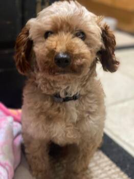 Boyd Ted E Bear -  Poodle Dog for Adoption in Lewistown, Pennsylvania - Boyd Ted E Bear | PetCurious