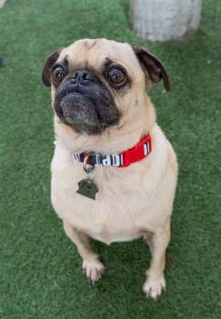 Boa Bubba -  Pug Dog for Adoption in Encinitas, California - Boa Bubba | PetCurious