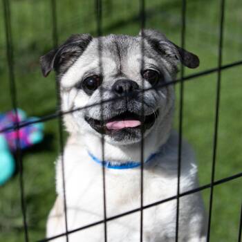 Bohdi (JA26-40) -  Pug Dog for Adoption in Peyton, Colorado - Bohdi (JA26-40) | PetCurious