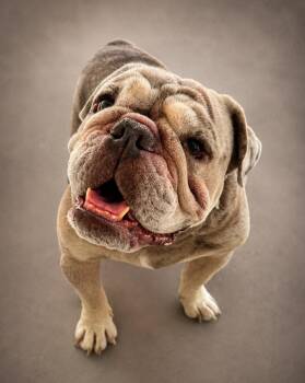 Atlas -  English Bulldog Dog for Adoption in Navarre, Florida - Atlas | PetCurious
