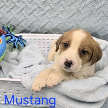 Shepherd and Mixed Breed Dogs Available for Adoption in Jacksboro, Tennessee - Mustang | PetCurious