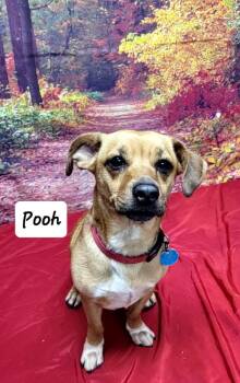 Rescue Corgi and Pug Dogs for Adoption in Urbana, Ohio - Pooh | PetCurious