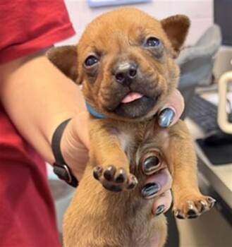 HAM AND PROVOLONE -  Mixed Breed Dog for Adoption in Jacksonville, Florida - HAM AND PROVOLONE | PetCurious