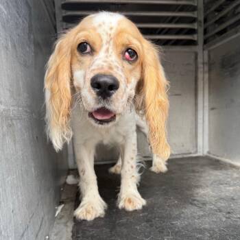 Spaniel Dogs Available for Adoption - Charlie | PetCurious