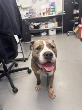 Kaido -  Mixed Breed Dog for Adoption in West Chester, Pennsylvania - Kaido | PetCurious