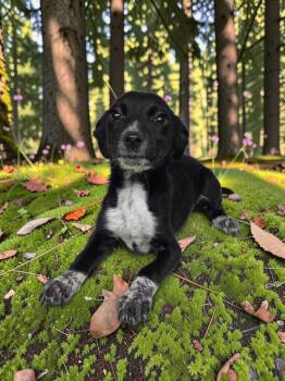 Holly -  Beagle Dog for Adoption in Dallas, Georgia - Holly | PetCurious