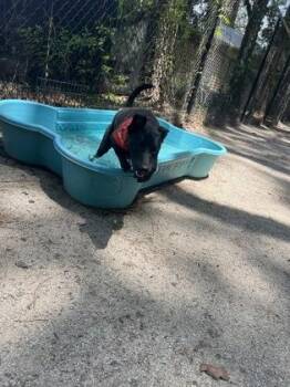 Meeka -  Mixed Breed Dog for Adoption in Georgetown, South Carolina - Meeka | PetCurious