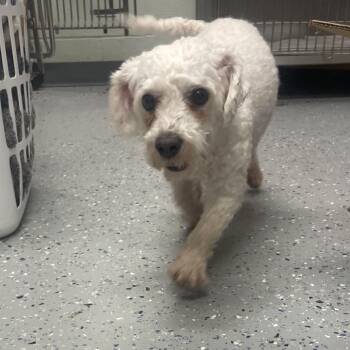 Bella -  Bichon Frise Dog for Adoption in Waldorf, Maryland - Bella | PetCurious