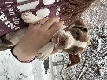 Rescue Mixed Breed Dogs for Adoption in Fennville, Michigan - Salt | PetCurious