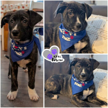 Rescue Anatolian Shepherd and Great Pyrenees Dogs for Adoption in Kenai, Alaska - Jamaica - Vacation Litter | PetCurious