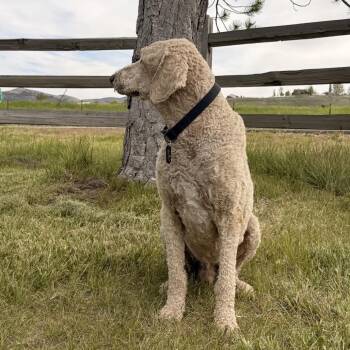 Mixed Breed Dogs Available for Adoption in Park City, Utah - Sam | PetCurious