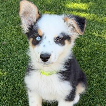 Australian Shepherd Dogs Available for Adoption in Newport Beach, California - Kenzie | PetCurious
