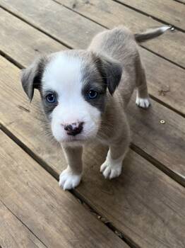 Fozzie Bear -  Border Collie Dog for Adoption in Greensboro, Georgia - Fozzie Bear | PetCurious