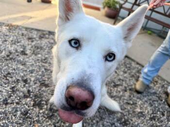 Siberian Husky Dogs Available for Adoption - Opal A437872 | PetCurious