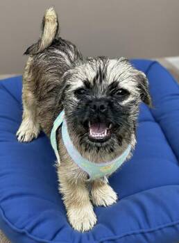 Pug and Maltese Dogs Available for Adoption in Newport Beach, California - Hopper | PetCurious
